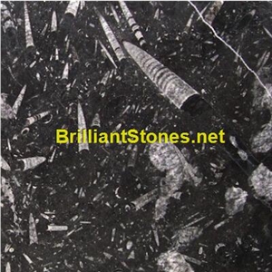 Morocco Black Fossil Marble Slabs & Tiles