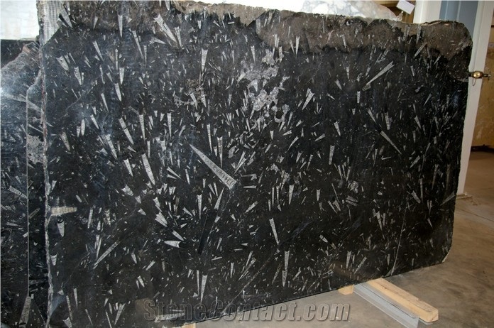 Black Fossil Marble(Sea Shell Marble) Slabs & Tiles, China Black Marble