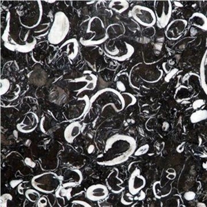 Fossil Black Marble Slab, Seashell Flower Marble, China Sea Shell Black Marble Slab, Peacock Eye Black Marble Slabs & Tiles