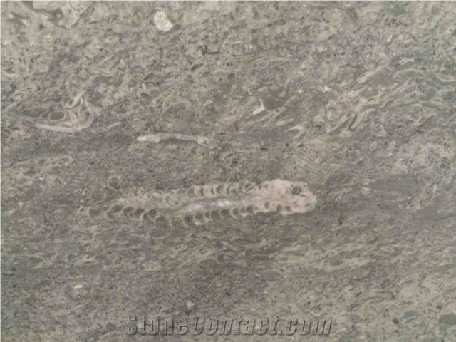 Fossil Grey Slab