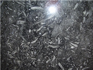 Fossil Grey Marble Polished Slabs