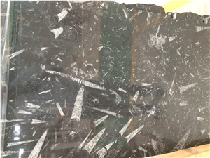 Fossil Black Limestone Slab