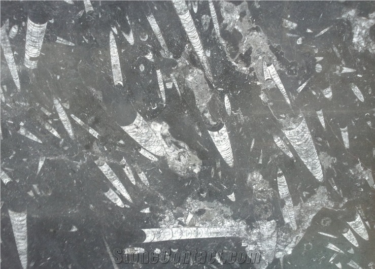 Fossil Black Limestone Slab