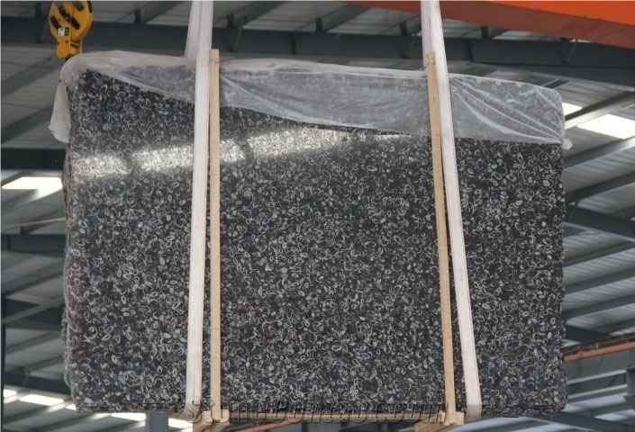 Sea Shell Black Marble Polished Slab, China Black Marble