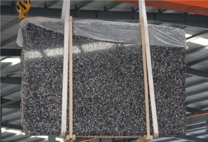 Sea Shell Marble Polished Slab, China Black Marble