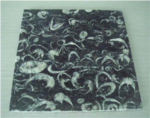 Sea Shell Marble Polished Tiles, China Black Marble