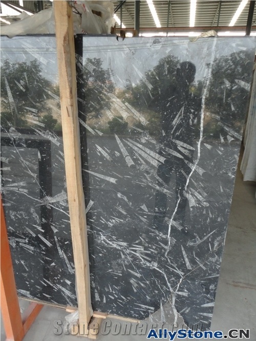 China Black Fossil Marble Slabs & Tiles, Morocco Black Marble