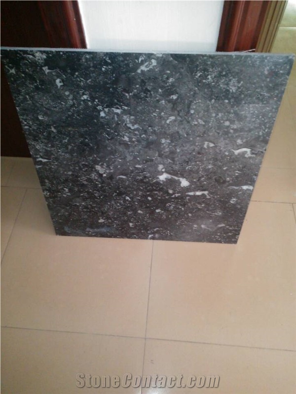 Shell Grey Marble Tiles and Slabs/Grey Marble/Shell Marble/Black Marble/Black Marble with White Veins