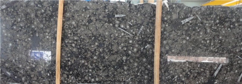 Brown Fossil Limestone Slabs & Tiles,Polished & Honed,For Decoration
