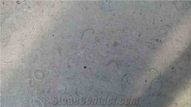 Shell Stone Limestone Tiles & Slabs, Beige Polished Limestone Flooring Tiles, Walling Tiles
