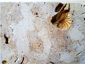 Fossil Shell Stone, Coral Stone