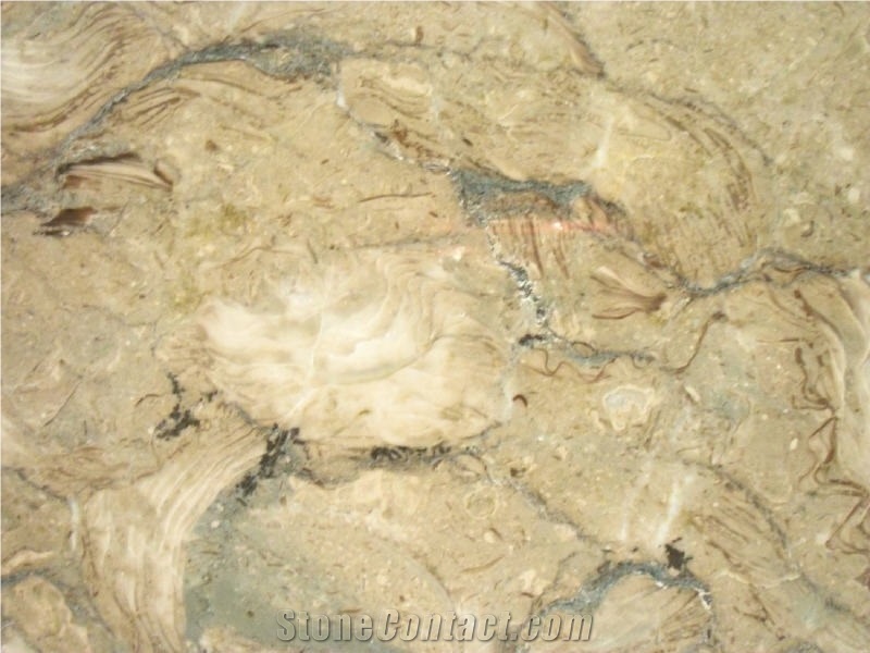 Fossil Beige Marble KahramanMaras Quarry