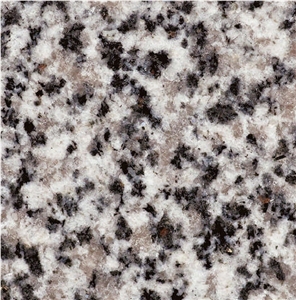 Bianco Dalmata Granite