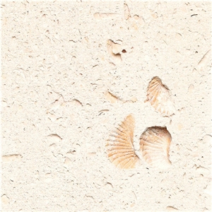 Cordova Shell Limestone