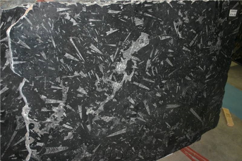 Fossil Black Marble Slab