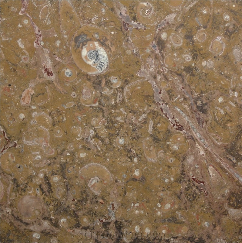 Fossil Brown Marble 