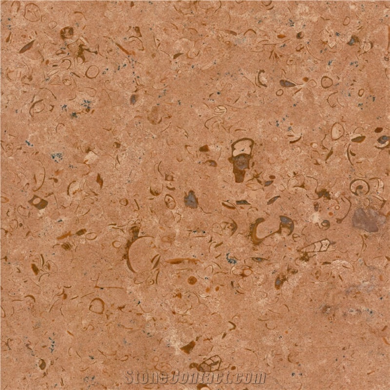 Fossil Gold Limestone 