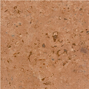Fossil Gold Limestone