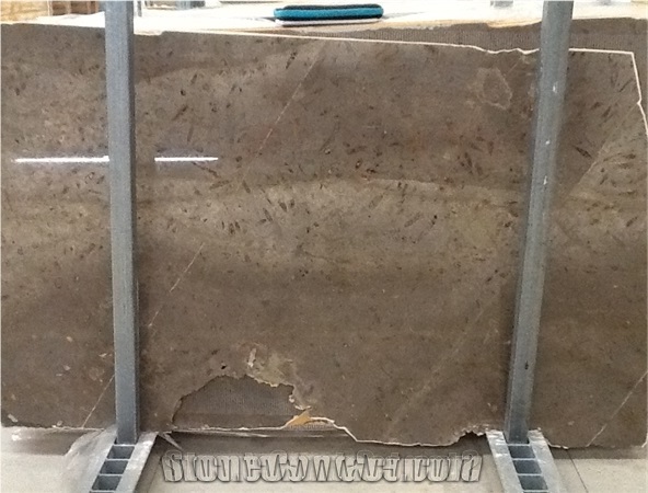 Fossil Grey Limestone Slab