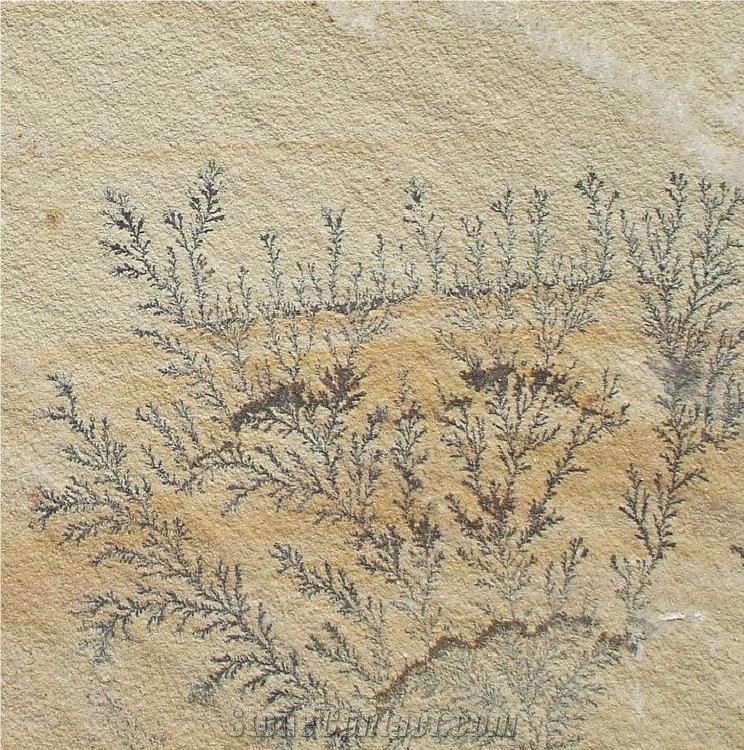 Fossil Sandstone 