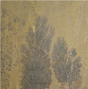 Fossil Sandstone