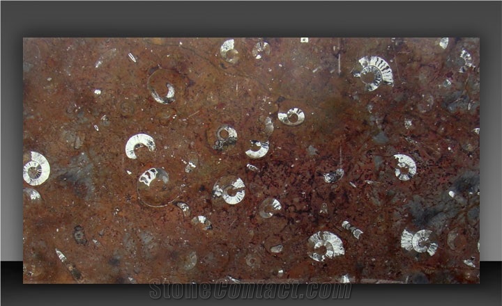 Gran Fossil Marble Slab