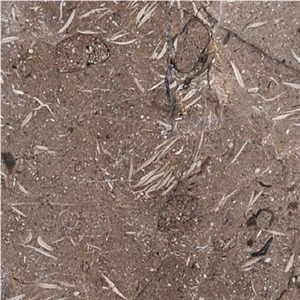 Petra Fossil Marble