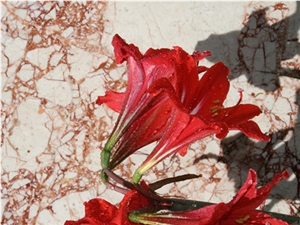 Toros Rose Marble