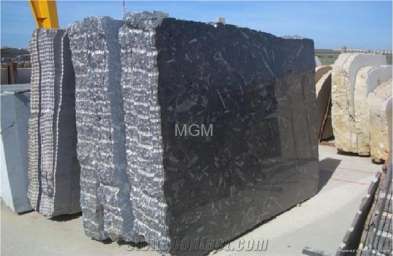 Black Fossil Marble Tiles & Slabs, Flooring Tiles