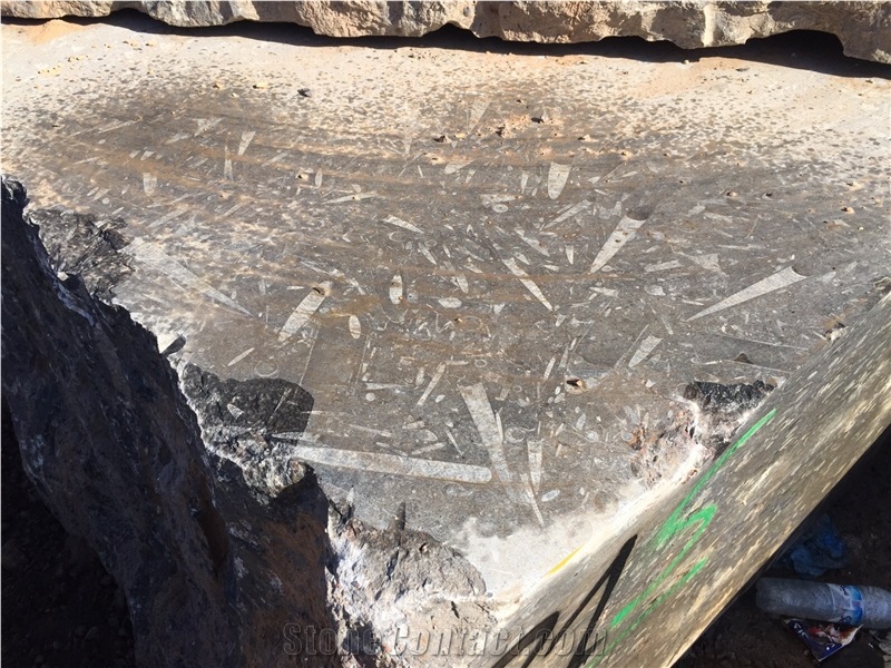 Black Fossil Marble Blocks, Morocco Fossil Blocks, Ocean Jura Fossil Blocks, Nero Fossil Marble Blocks