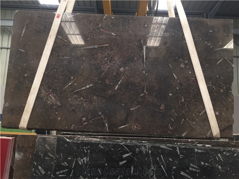 Brown Fossil Marble Slabs, Morocco Brown Fossil Marble Slabs, Marron Fossil Marble Slabs