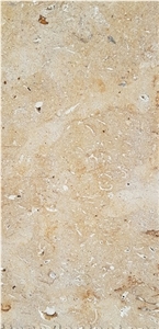 Fossil Shell Stone, Coral Stone