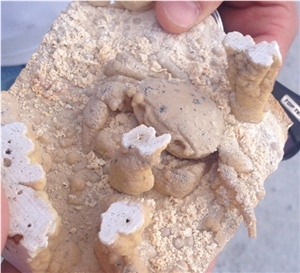 Crab Fossils Travertine Natural