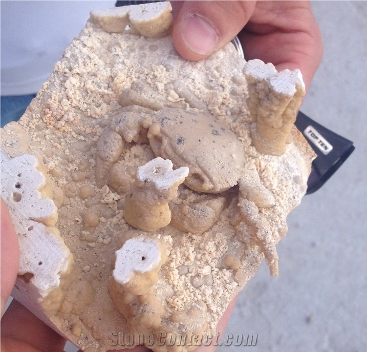 Crab Fossils Travertine Natural