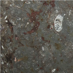 Great Fossil - Grande Fossile Semiprecious Stone