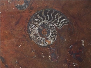 Macrofossil - Grand Fossil