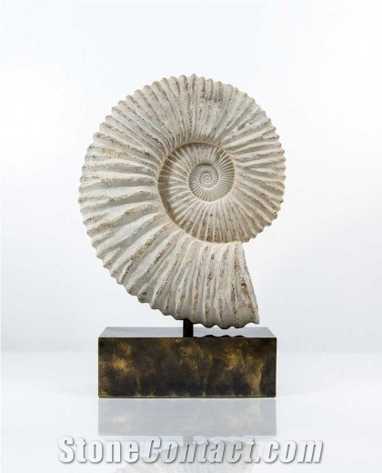 Ammonite on Base