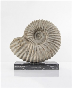 Ammonite on Base