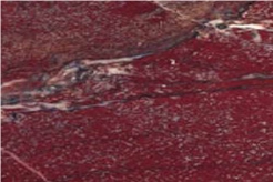 Aegean Red Marble Tiles & Slabs, Polished Marble Floor Tiles, Wall Covering Tiles