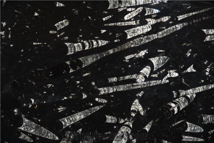 Nero Fossile Slabs, Fossil Black Slabs