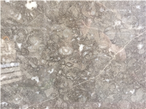 Conch Fossil Marble Slabs & Tiles, Portugal Grey Marble