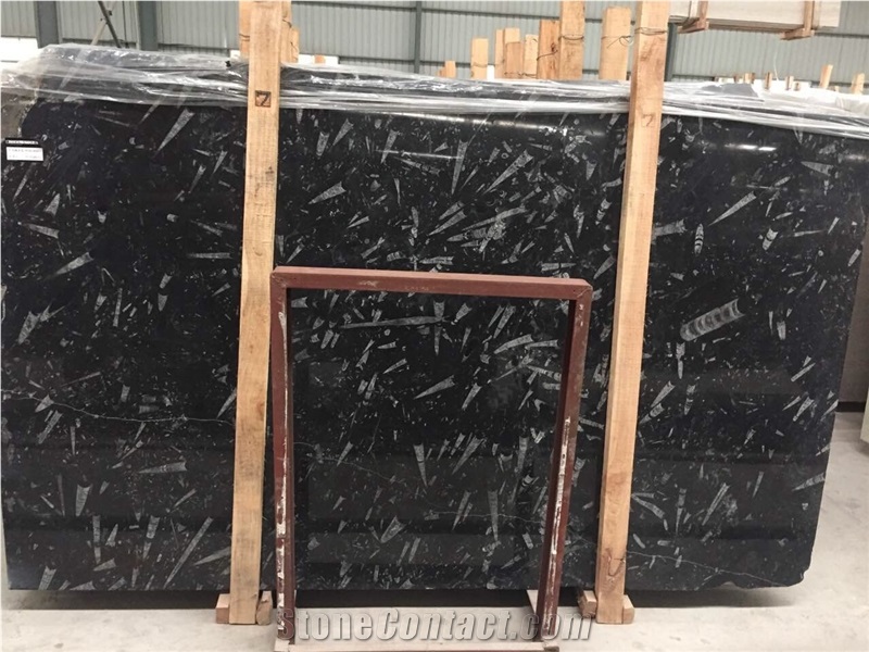 Morocco Fossil Shell Stone/Polished Black and White Marble/Slabs and Tiles