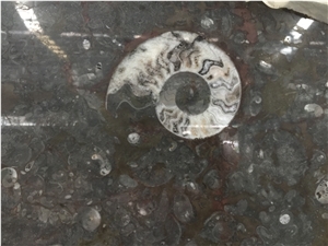 Morocco Fossil Shell Stone/Polished Black and White Marble/Slabs and Tiles