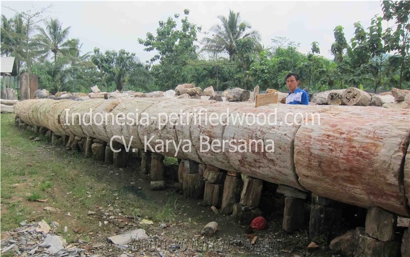 Petrified Wood Log, Petrified Wood