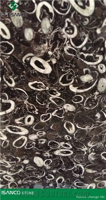 China Cheap Marble Pattern Sea Shell Flower Marble Tiles & Slabs Seashell Black Marble Floor Covering Tiles Black Fossil Marble Skirting Black Seashell Marble Wall Covering Tiles Big Slab Price
