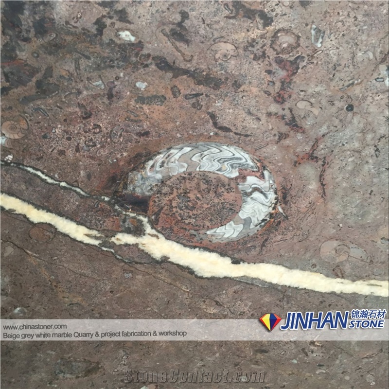 Gran Fossil Marble Slabs, Morocco Marble Slabs, Macro Fosile Slabs