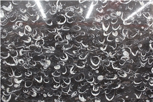 Sea Shell Marble, Black Marble, Sea Shell Flower, Slabs & Tiles, for Wall and Flooring Coverage