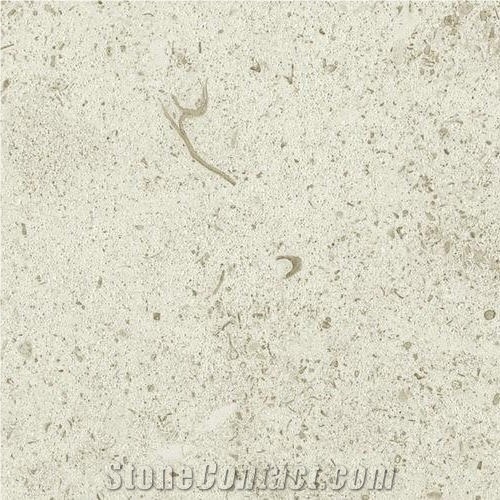 St. Nicolas Clair France White Coral Seashell Stone Honed Tiles, Machine Cutting Slabs for Floor Paving Pattern