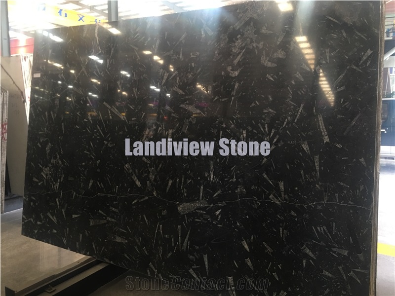 Fossil Black Slabs and Tiles, Natural Marble Slabs