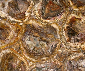 Natural Petrified Wood Stone Slab